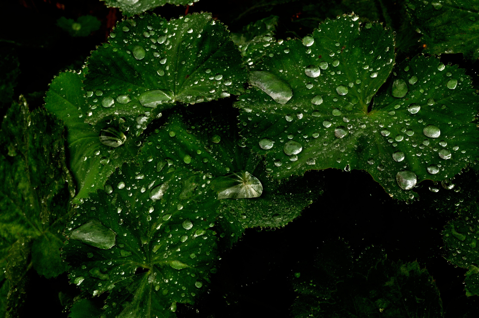 Wassertropfen, Fc Fotowalk Blumenmühle Okt 2014