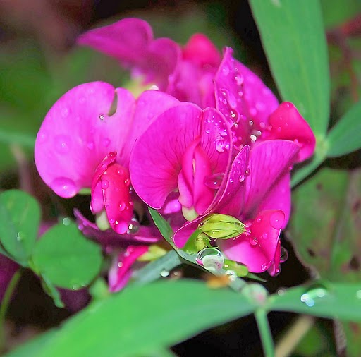 Wassertropfen