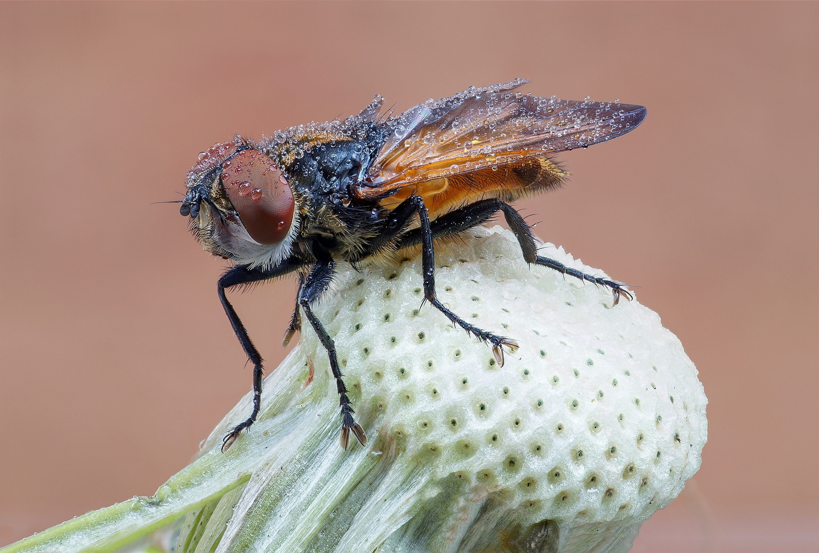 Wassertropfen Fliege auf Pusteblume