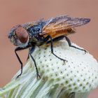 Wassertropfen Fliege auf Pusteblume