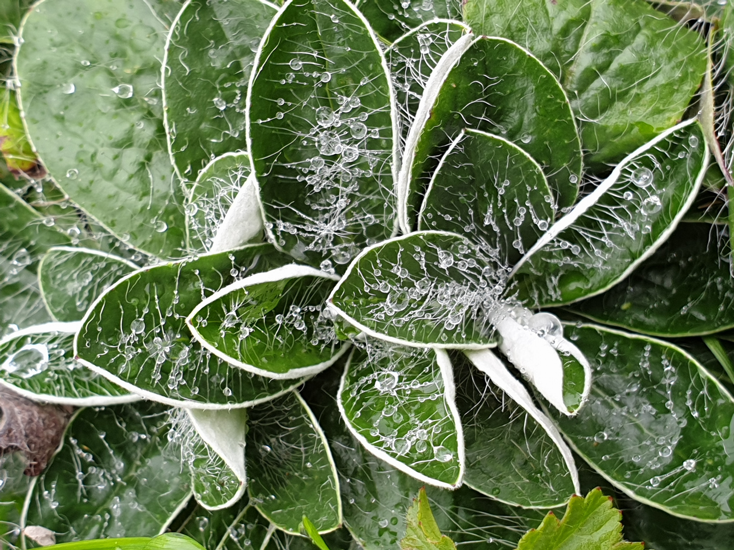 Wassertropfen gefangen in feinen Häärchen