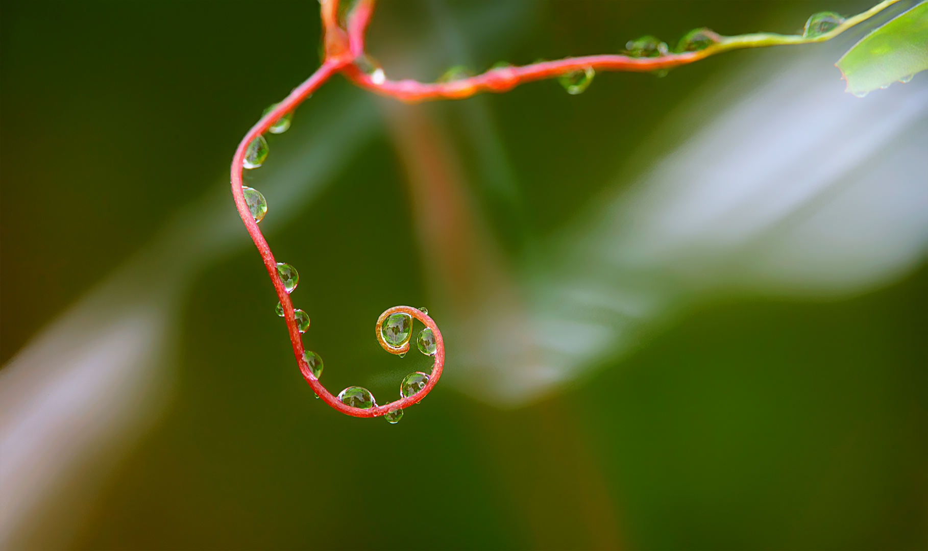 Wassertropfen Gekringelt