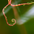 Wassertropfen Gekringelt