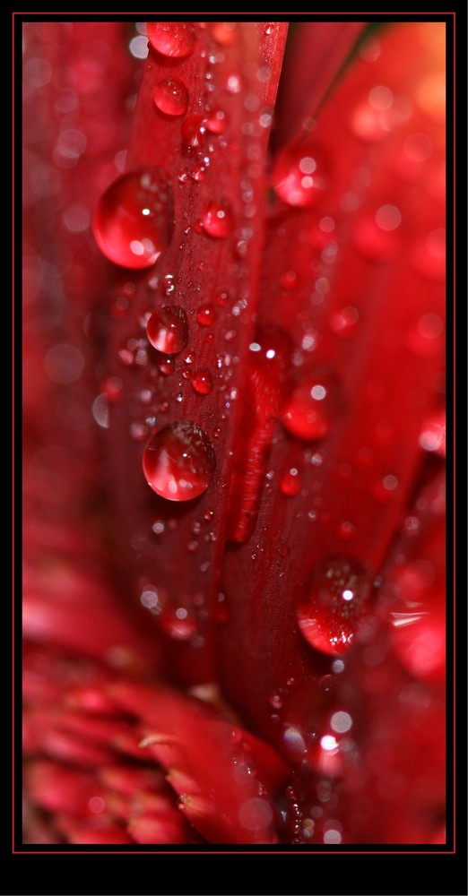 Wassertropfen-Gerbera - 1. Versuch