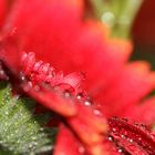 Wassertropfen-Gerbera - 2. Versuch