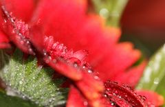 Wassertropfen-Gerbera - 2. Versuch