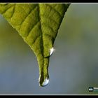 Wassertropfen, Gimritzer Park - Halle/Saale.