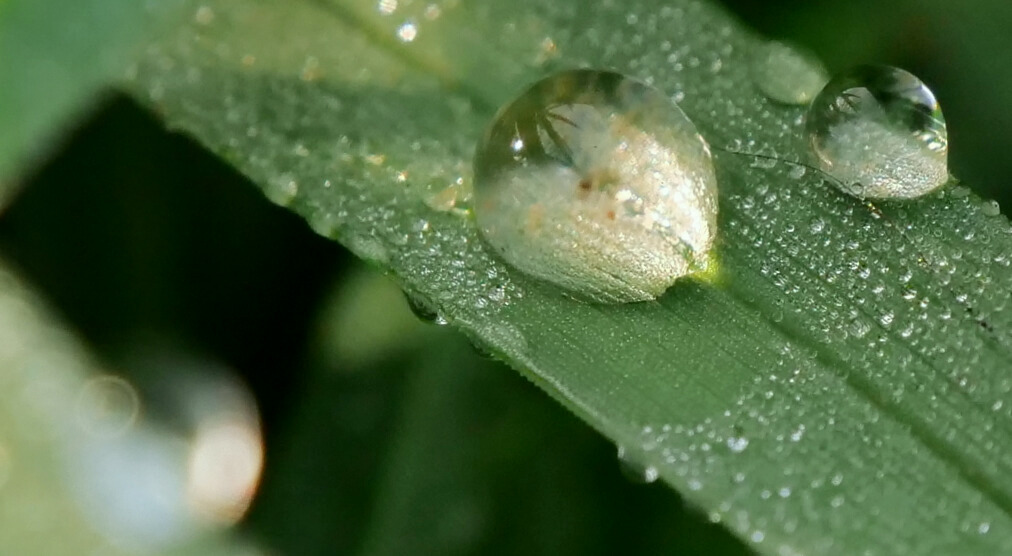 Wassertropfen (gotas de agua)