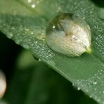 Wassertropfen (gotas de agua)