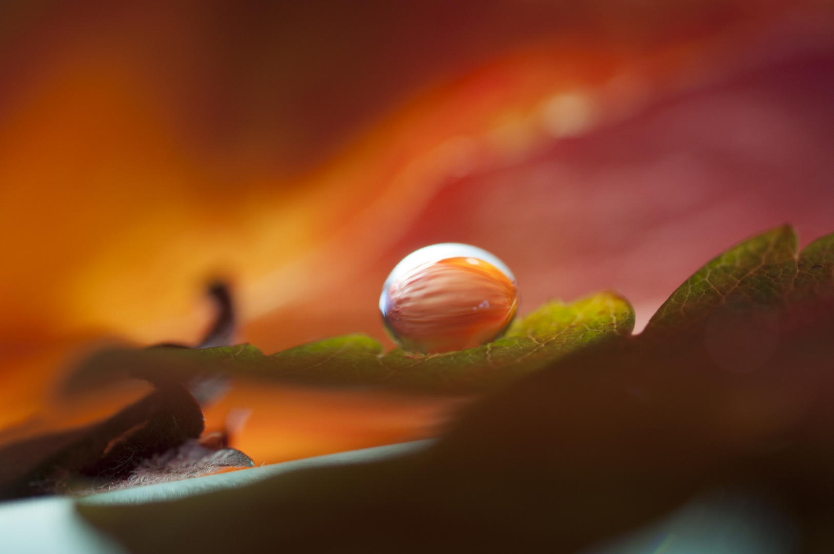 Wassertropfen Herbst