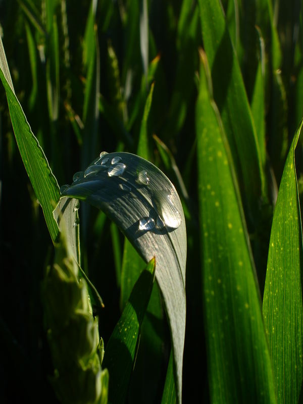 Wassertropfen I