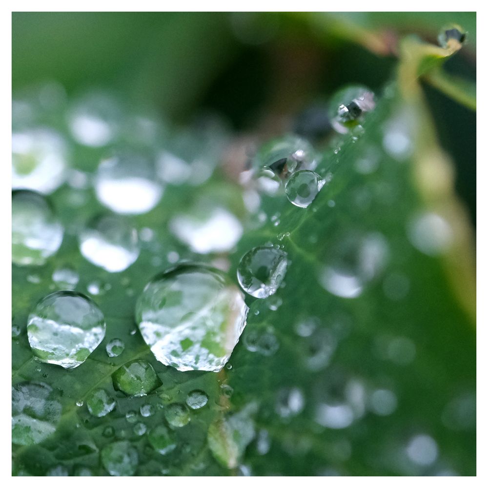 Wassertropfen II Foto & Bild | makro, berlin, herbst Bilder auf