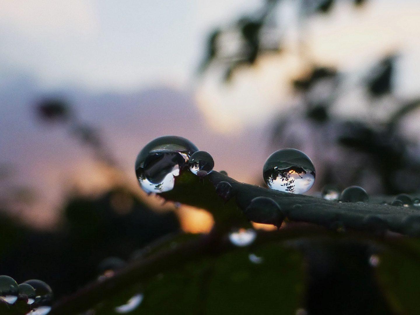 Wassertropfen im Abendlicht