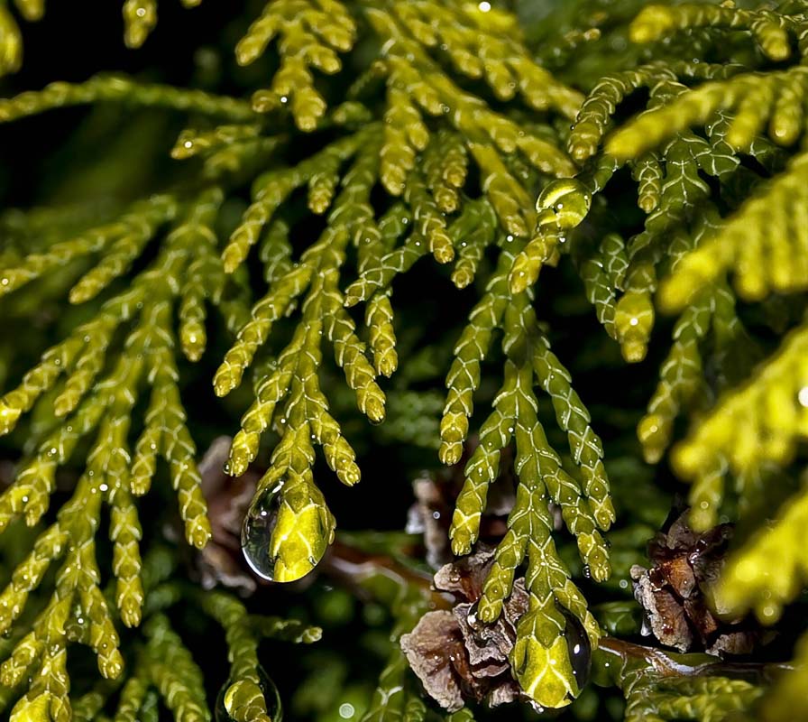 Wassertropfen im Baum (Tuja)