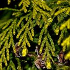 Wassertropfen im Baum (Tuja)