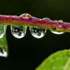 Wassertropfen im Garten