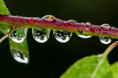 Wassertropfen im Garten