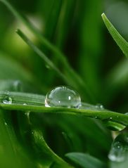 Wassertropfen im Gras