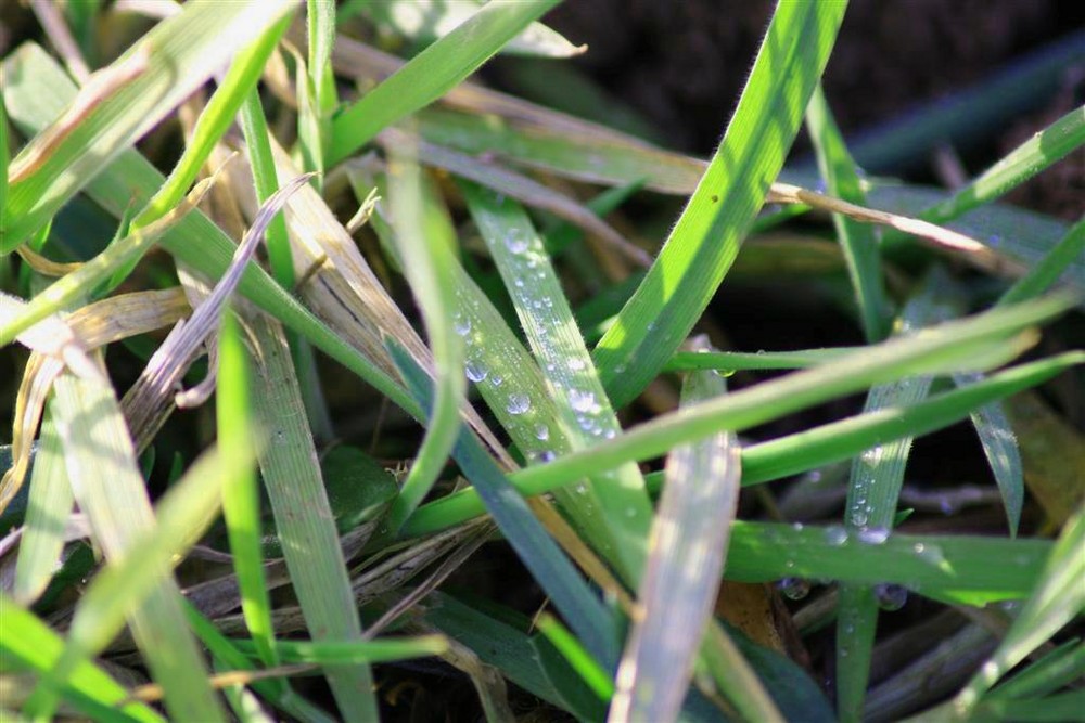 Wassertropfen im Gras