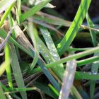 Wassertropfen im Gras