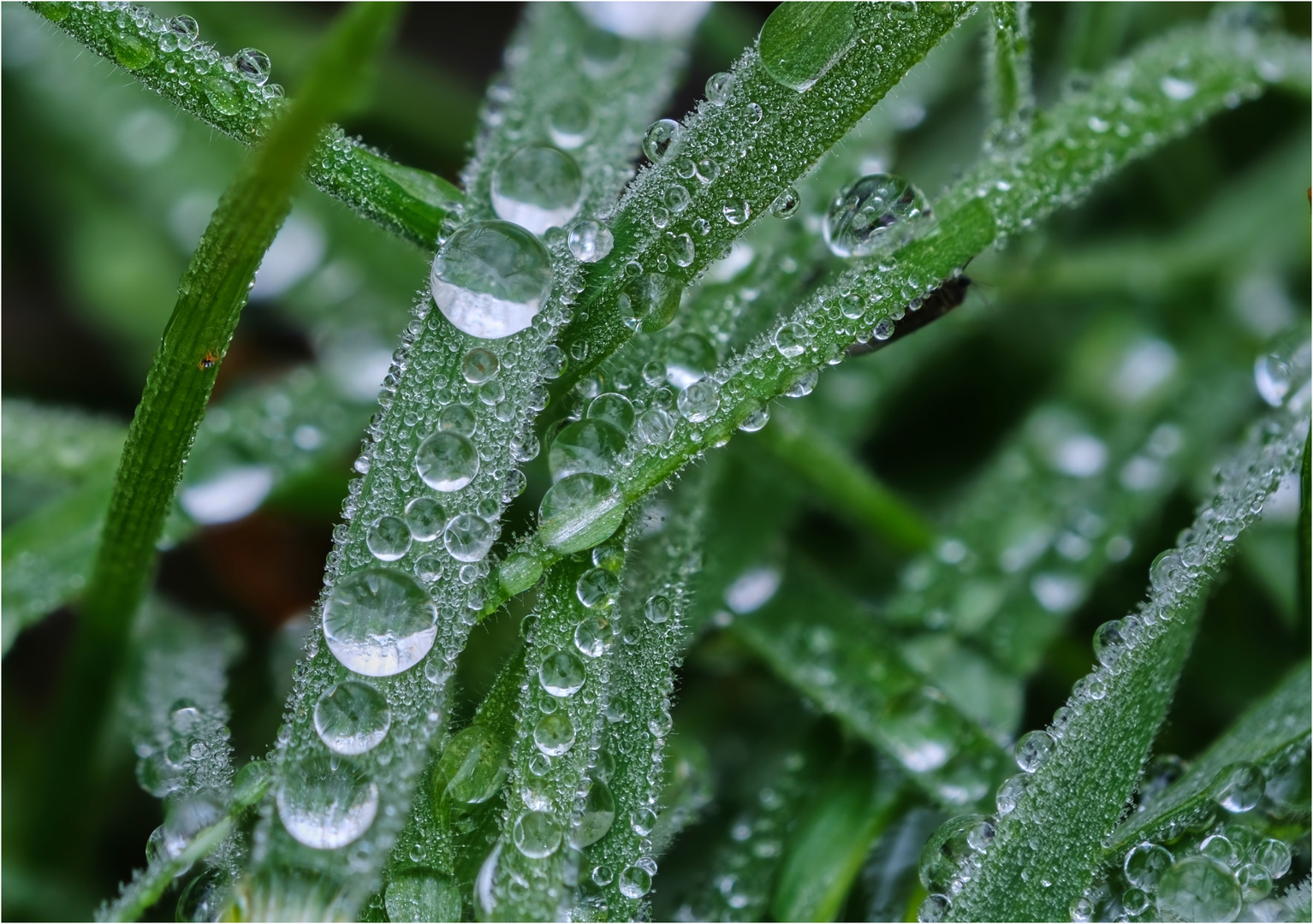 Wassertropfen im Gras