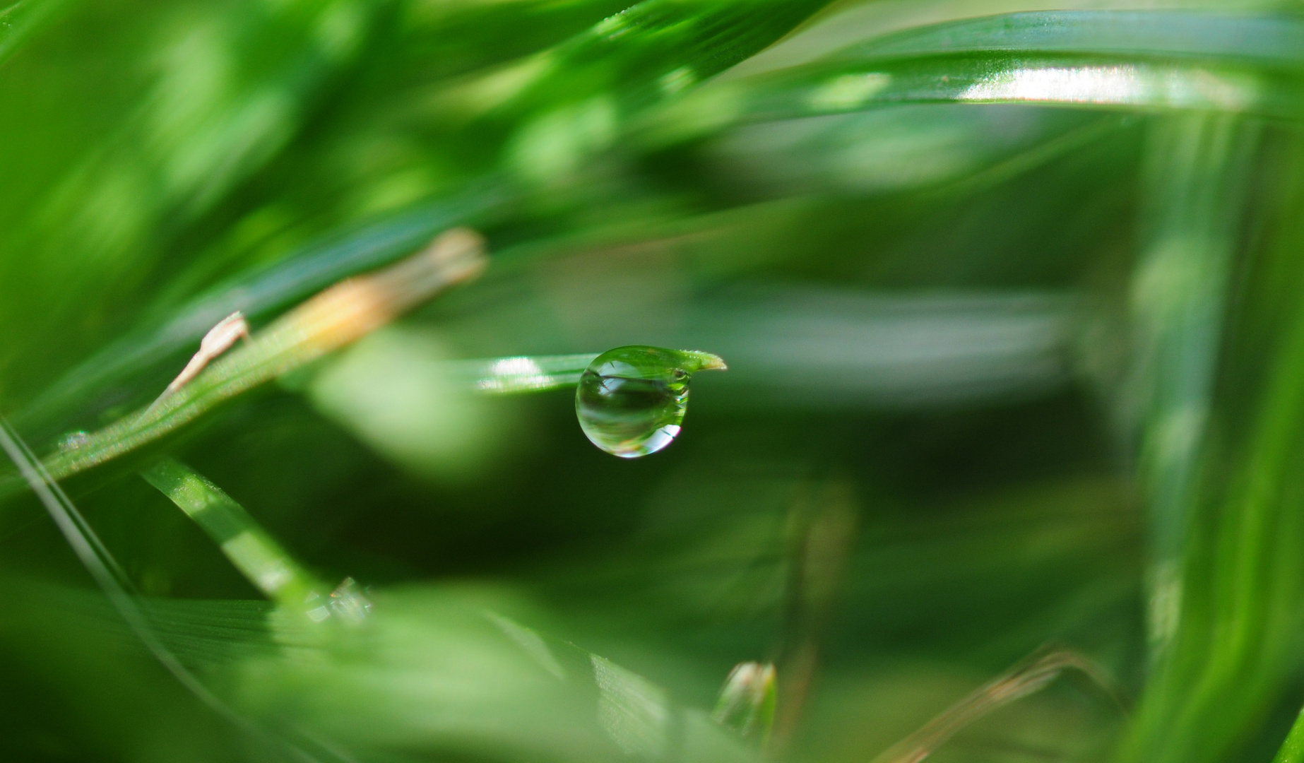 Wassertropfen im Gras