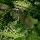 Wassertropfen im haarigen Mohnblatt