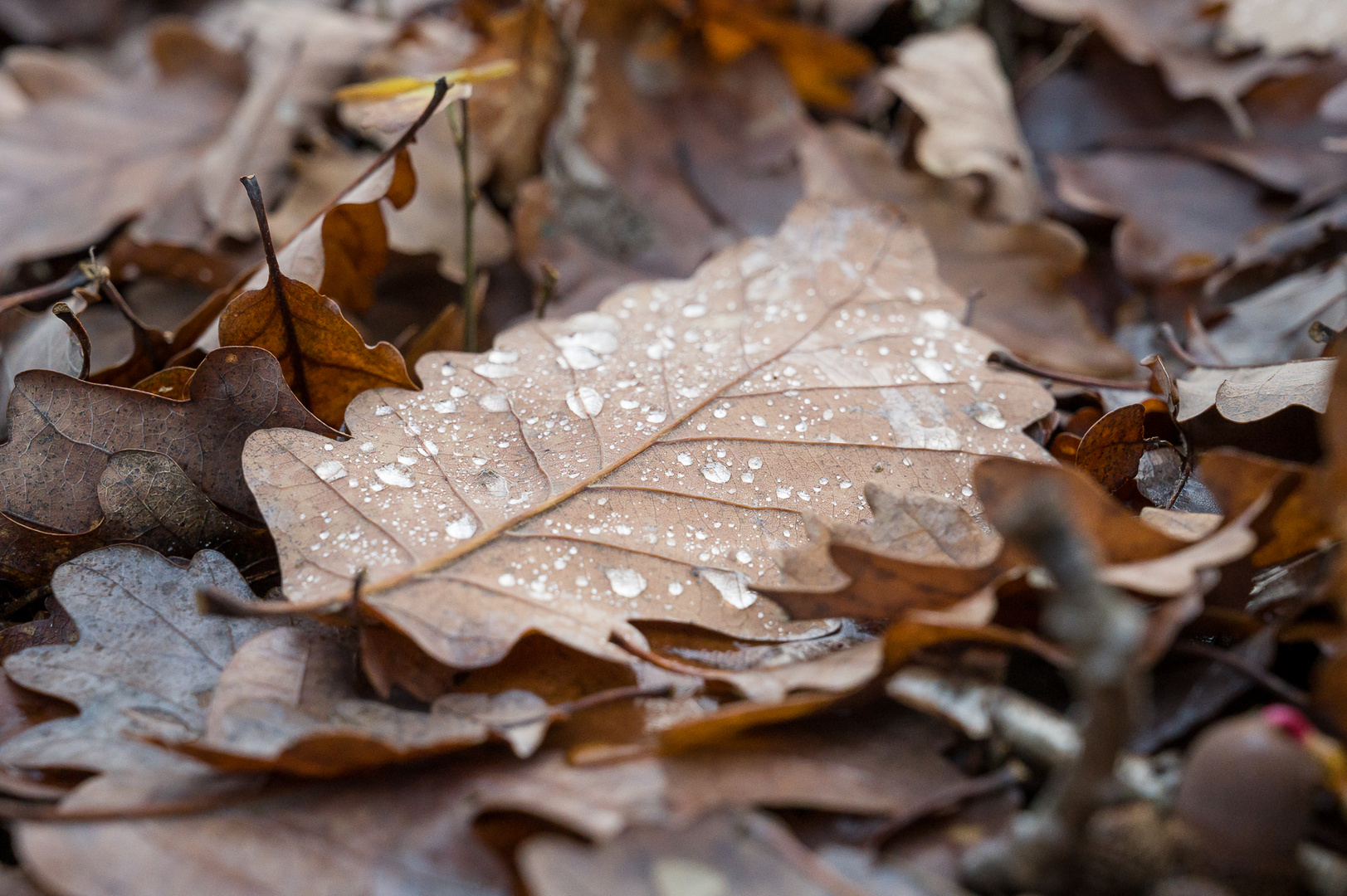 Wassertropfen im Herbst