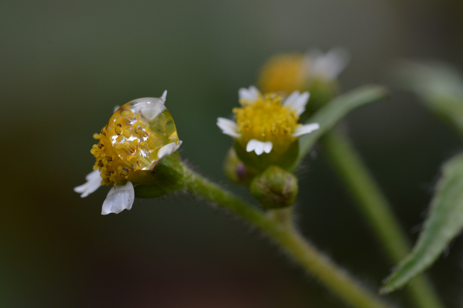 Wassertropfen im Herbst