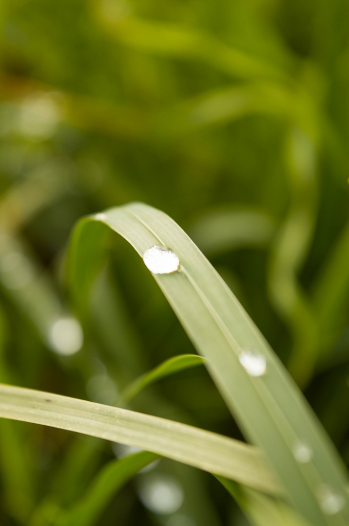 Wassertropfen im Herbst