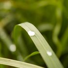 Wassertropfen im Herbst