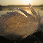 Wassertropfen im Licht