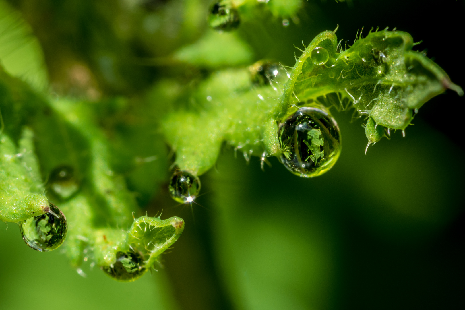 Wassertropfen im Mohn_02