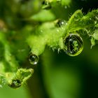 Wassertropfen im Mohn_02