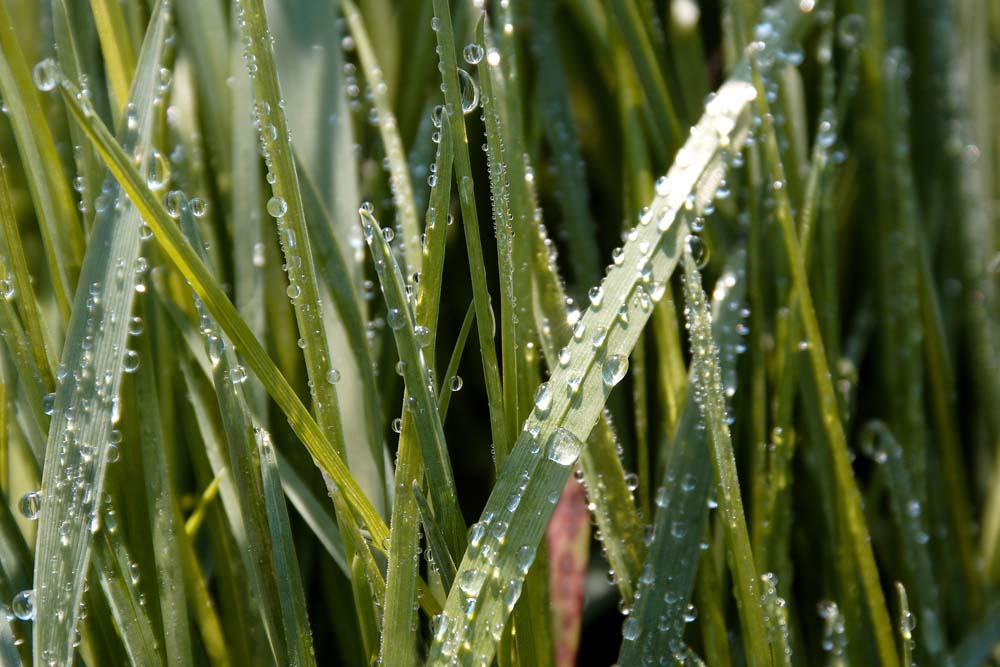 Wassertropfen im Sonnenglanz