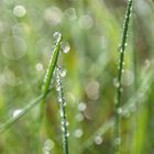 Wassertropfen im Sonnenlicht