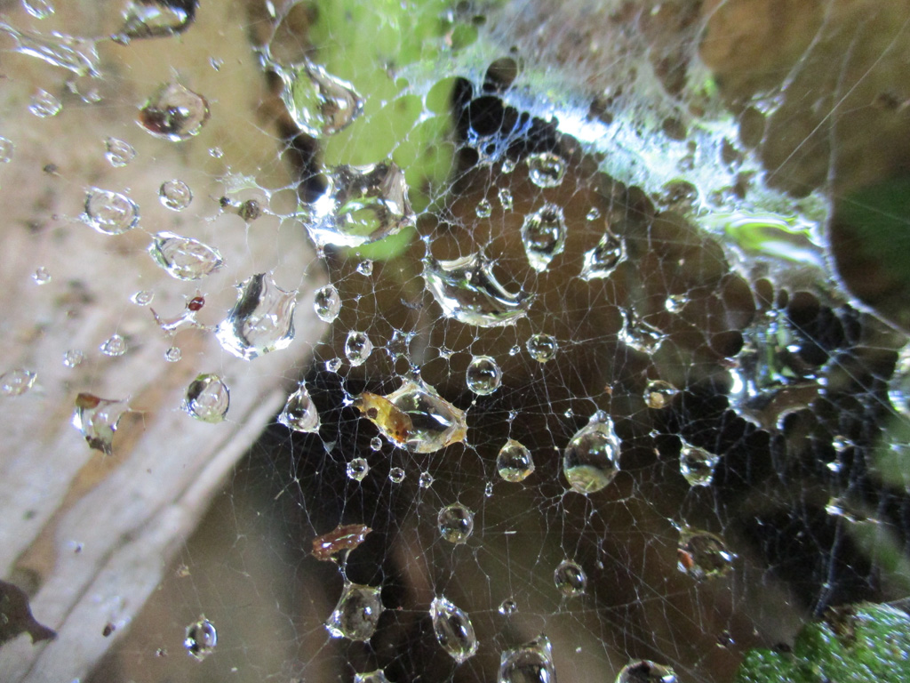  Wassertropfen im  Spinnennetz