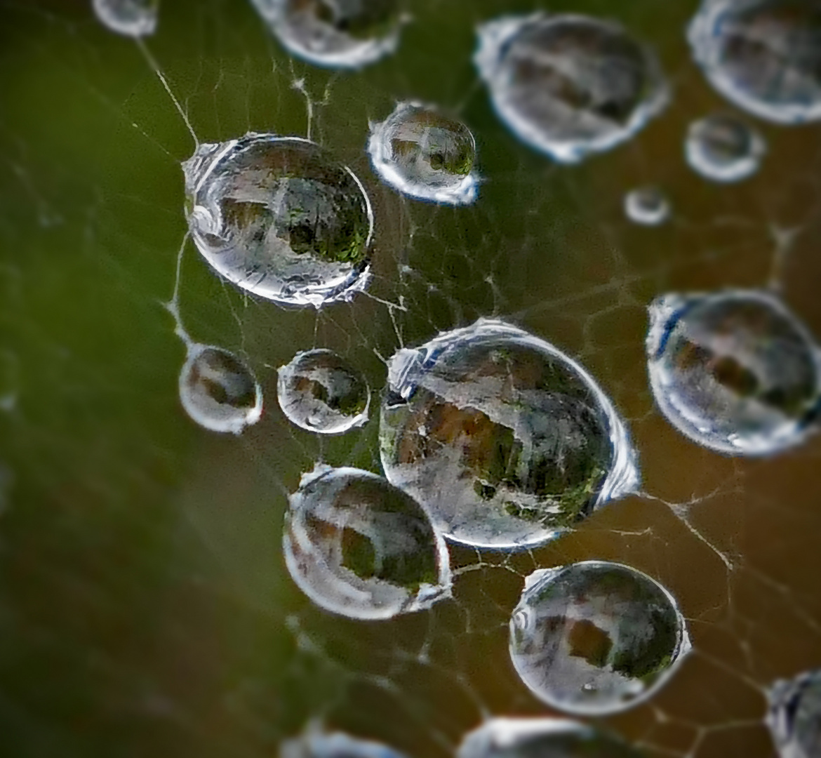 Wassertropfen im Spinnennetz