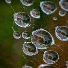 Wassertropfen im Spinnennetz