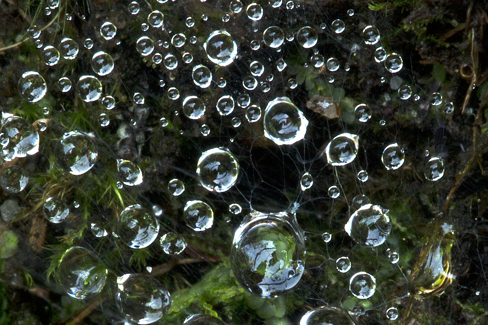 Wassertropfen im Spinnennetz