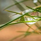 Wassertropfen im Wald