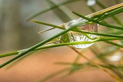 Wassertropfen im Wald