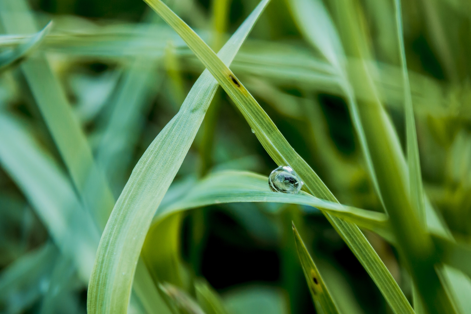 Wassertropfen imGras