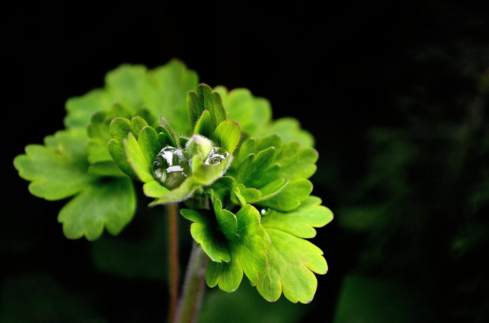 Wassertropfen in den Blättern