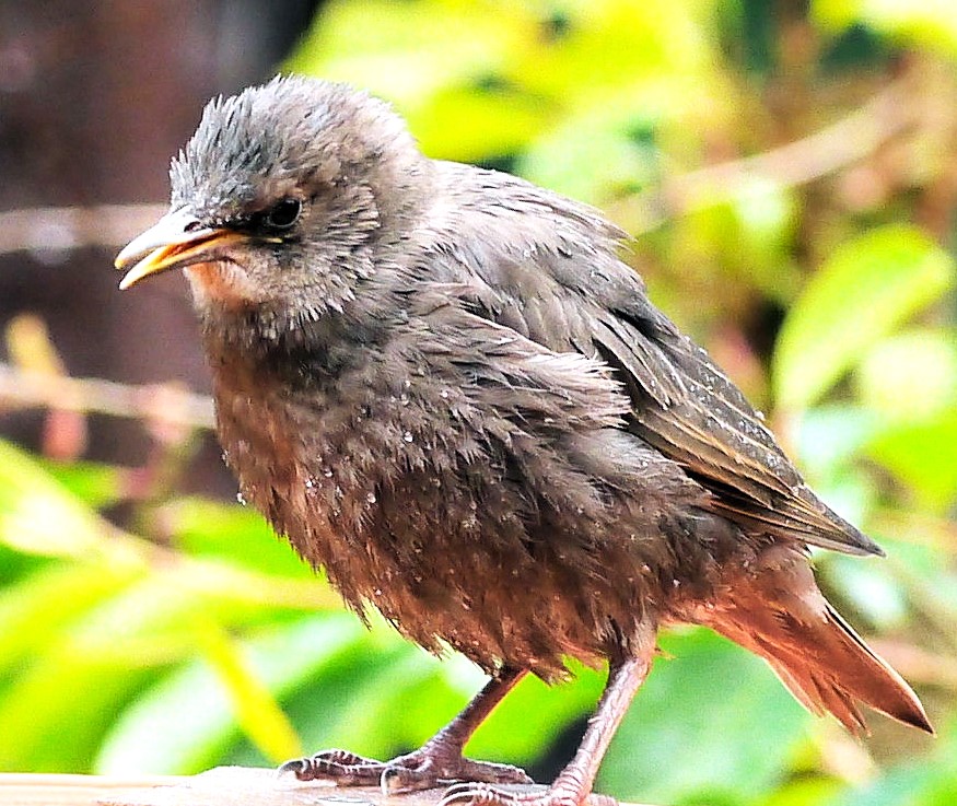 Wassertropfen in den Federn