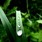 Wassertropfen In den Münster  Wiesen