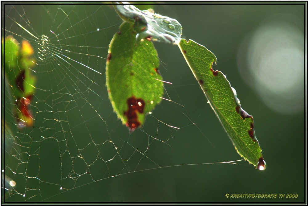 Wassertropfen in der Morgensonne !