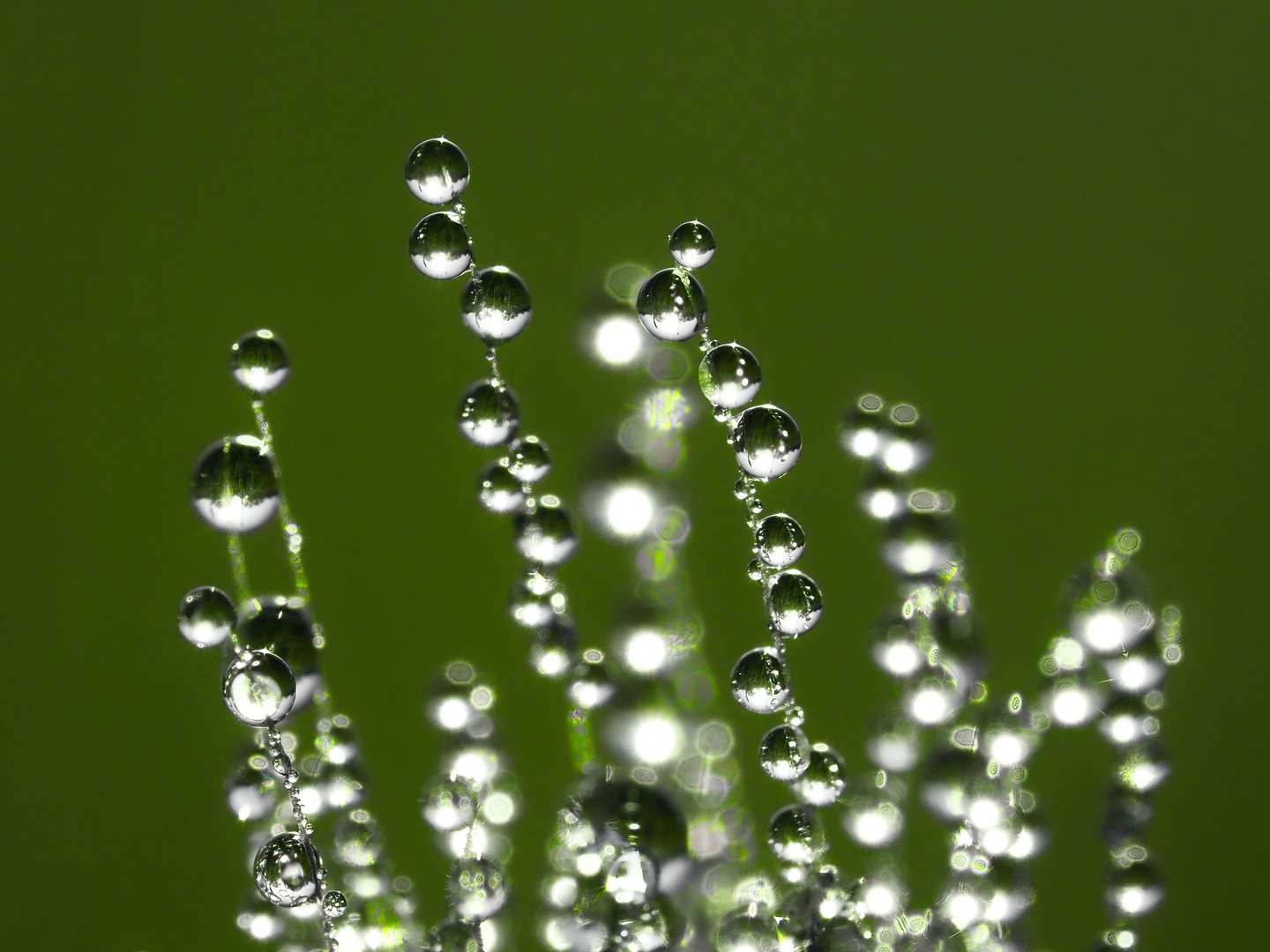 Wassertropfen in der Morgensonne