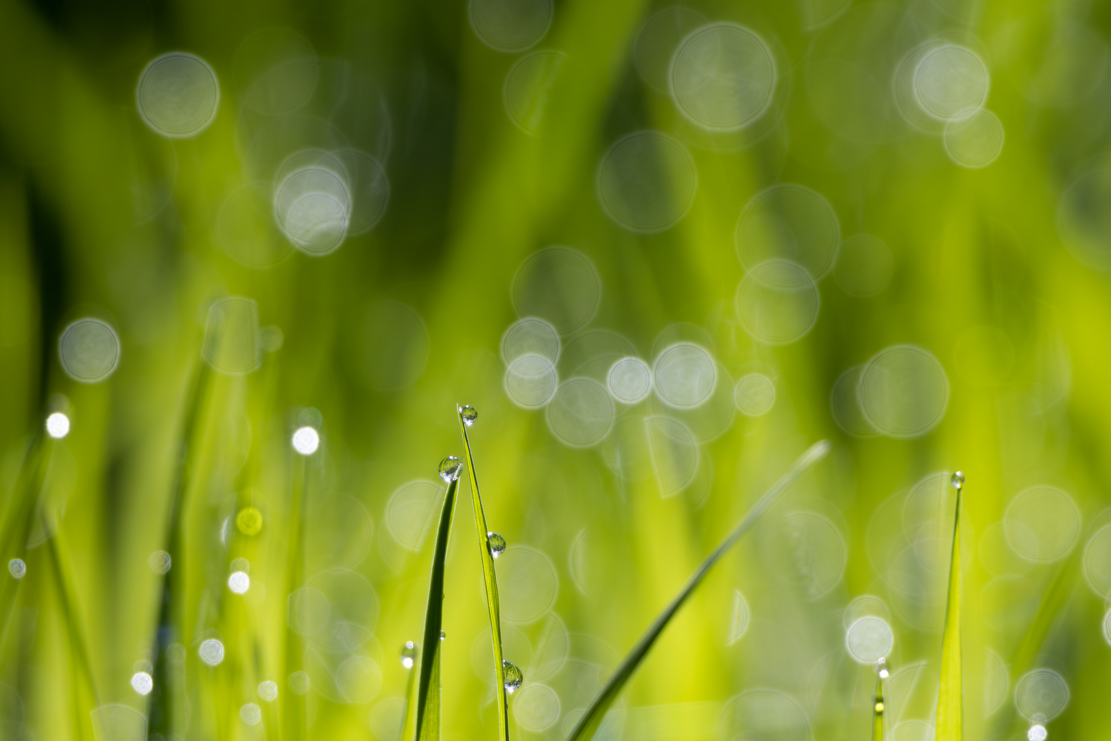 Wassertropfen in der Sonne