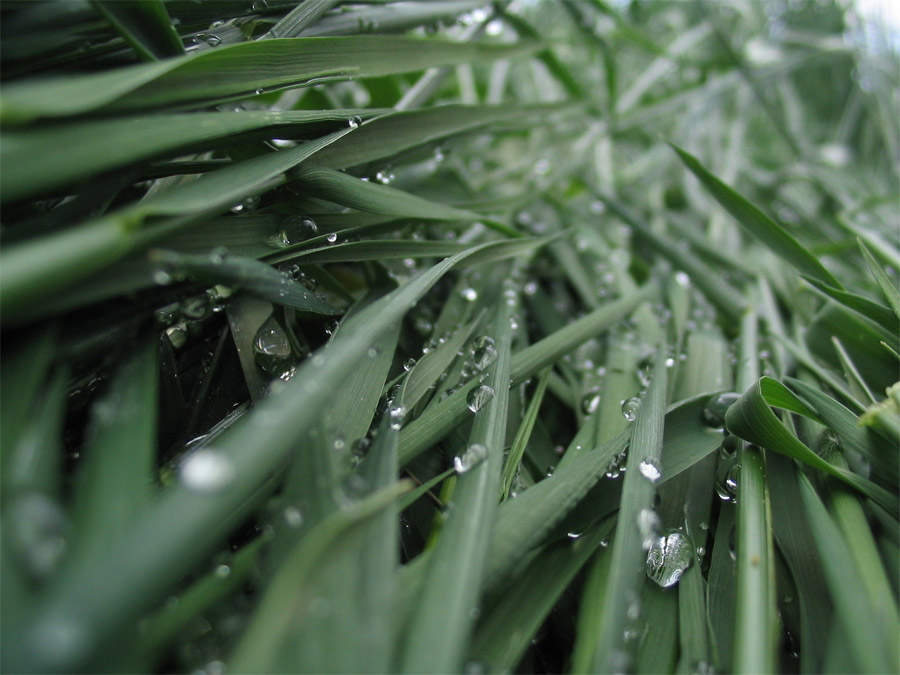 Wassertropfen in hohem Gras